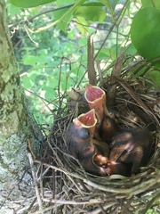 Cardinalis