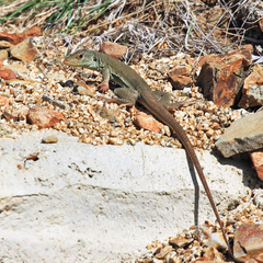 Ameiva bifrontata