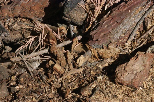 iNaturalist observation photo of Ants, Bees, Wasps, and Sawflies