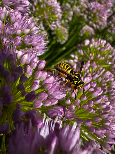 Rocky Mountain Hornet Fly photo 4