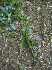 Scilla