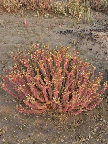 Sea Spurge