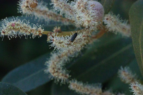 iNaturalist observation photo of False Blister Beetles