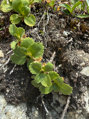 (c) Codrin Bucur, some rights reserved (CC BY) Primula hirsuta, photograph (c) Codrin Bucur, some rights reserved (CC BY)