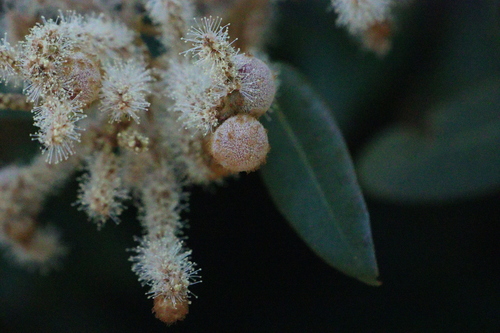 iNaturalist observation photo of Chinquapin Flower Gall Wasp