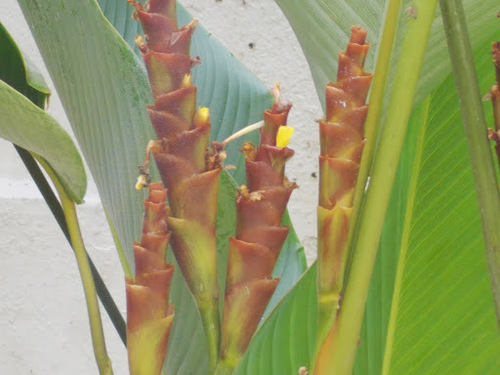 Calathea lutea