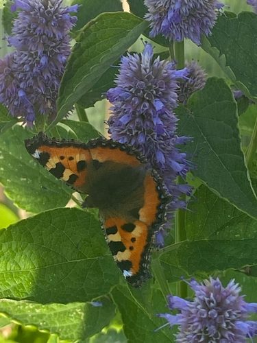 Small Tortoiseshell