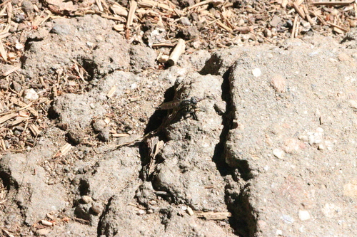 iNaturalist observation photo of Flies
