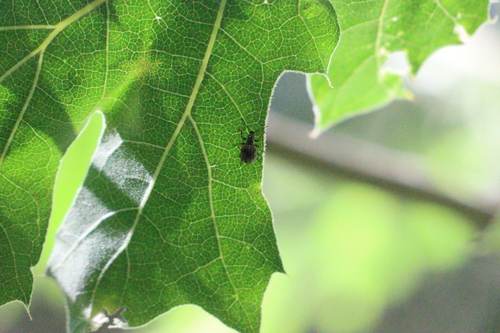 iNaturalist observation photo of Broad-nosed Weevils
