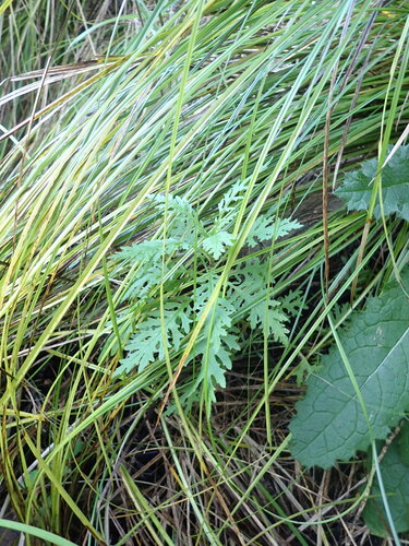 Senecio bipinnatisectus, photograph 6