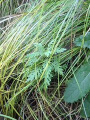 Senecio bipinnatisectus, photograph (c) Arnim Littek, some rights reserved (CC BY)