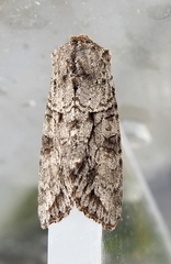 Achatia distincta