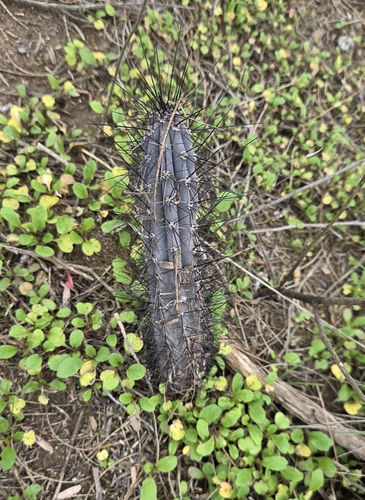 Cereus aethiops, photograph 1