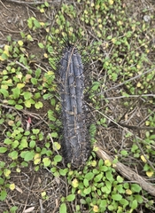 Cereus aethiops