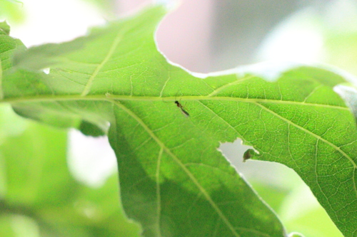 iNaturalist observation photo of Ants, Bees, Wasps, and Sawflies