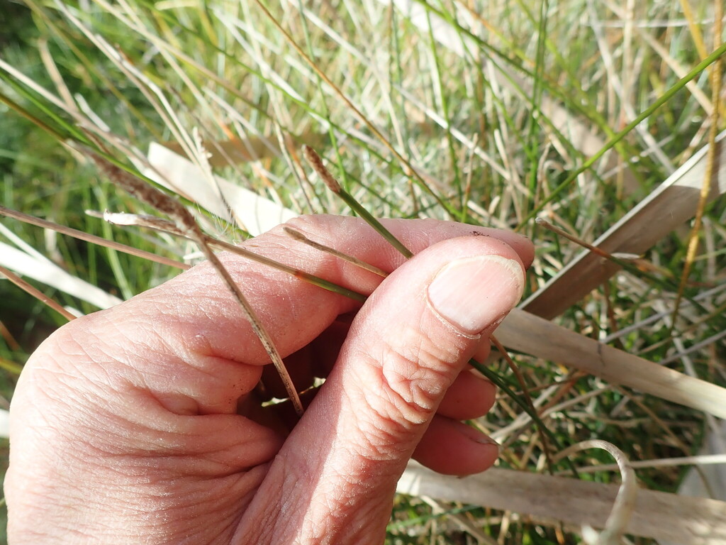 Eleocharis acuta; photograph (c) Arnim Littek, some rights reserved (CC BY)