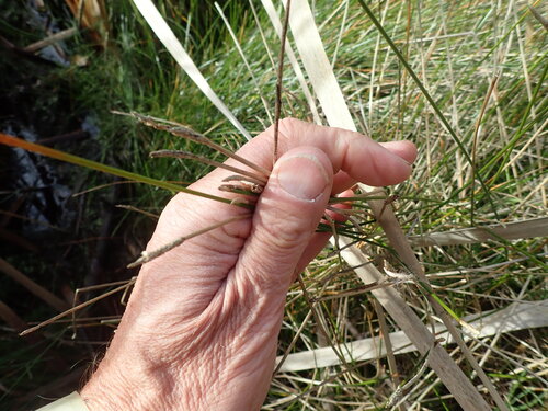 Eleocharis acuta, photograph 1