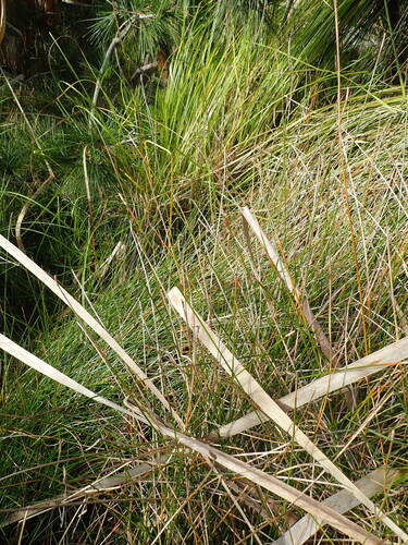 Eleocharis acuta, photograph 2