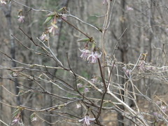 Lonicera praeflorens