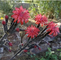 Peniocereus viperinus
