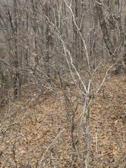 Lonicera praeflorens