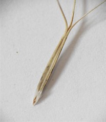 Aristida benthamii