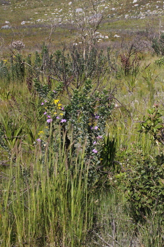 Podalyria calyptrata, photograph 6