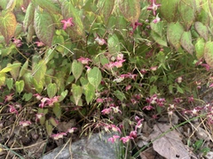 Epimedium