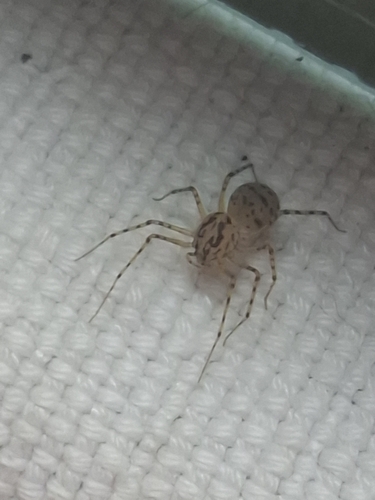 Common Spitting Spider