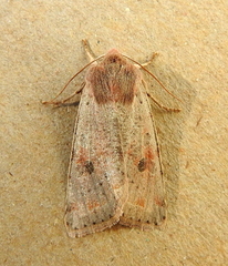 Orthosia hibisci