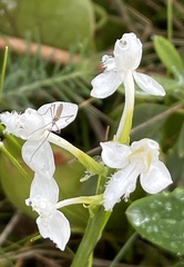 Platanthera blephariglottis, photograph author not stated, no rights reserved