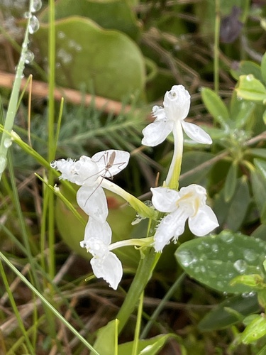 Platanthera blephariglottis, photograph 4
