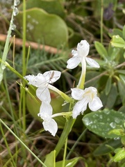 Platanthera blephariglottis, photograph author not stated, no rights reserved