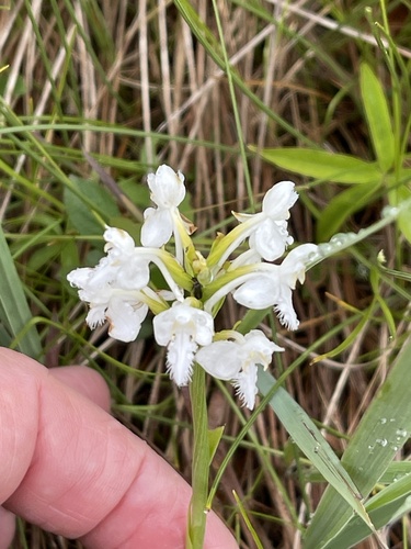 Platanthera blephariglottis, photograph 5