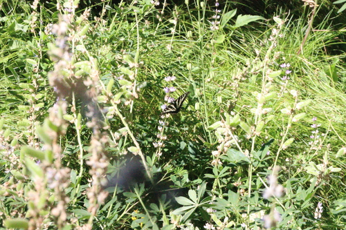 iNaturalist observation photo of Pale Swallowtail