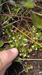 Galium perpusillum