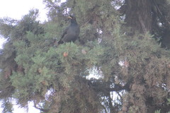 Acridotheres cristatellus