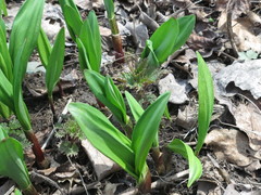 Allium ochotense