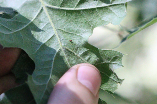 iNaturalist observation photo of Beetles