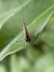 Electrostrymon angelia