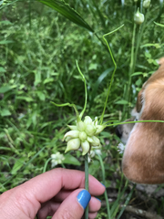 Allium canadense