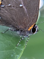 Electrostrymon angelia
