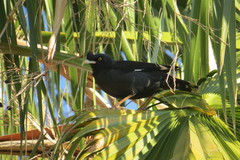 Acridotheres cristatellus