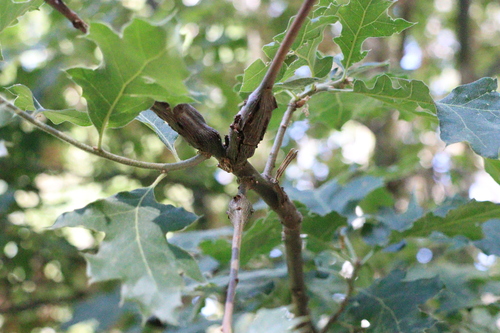 iNaturalist observation photo of Ruptured Twig Gall Wasp