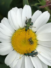 Oedemera nobilis