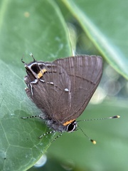 Electrostrymon angelia