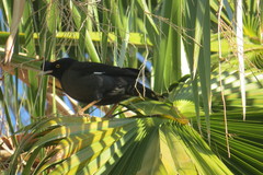 Acridotheres cristatellus