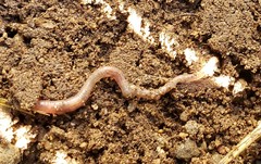 Lumbricus terrestris