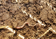 Lumbricus terrestris