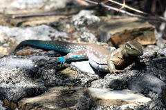 Cnemidophorus murinus